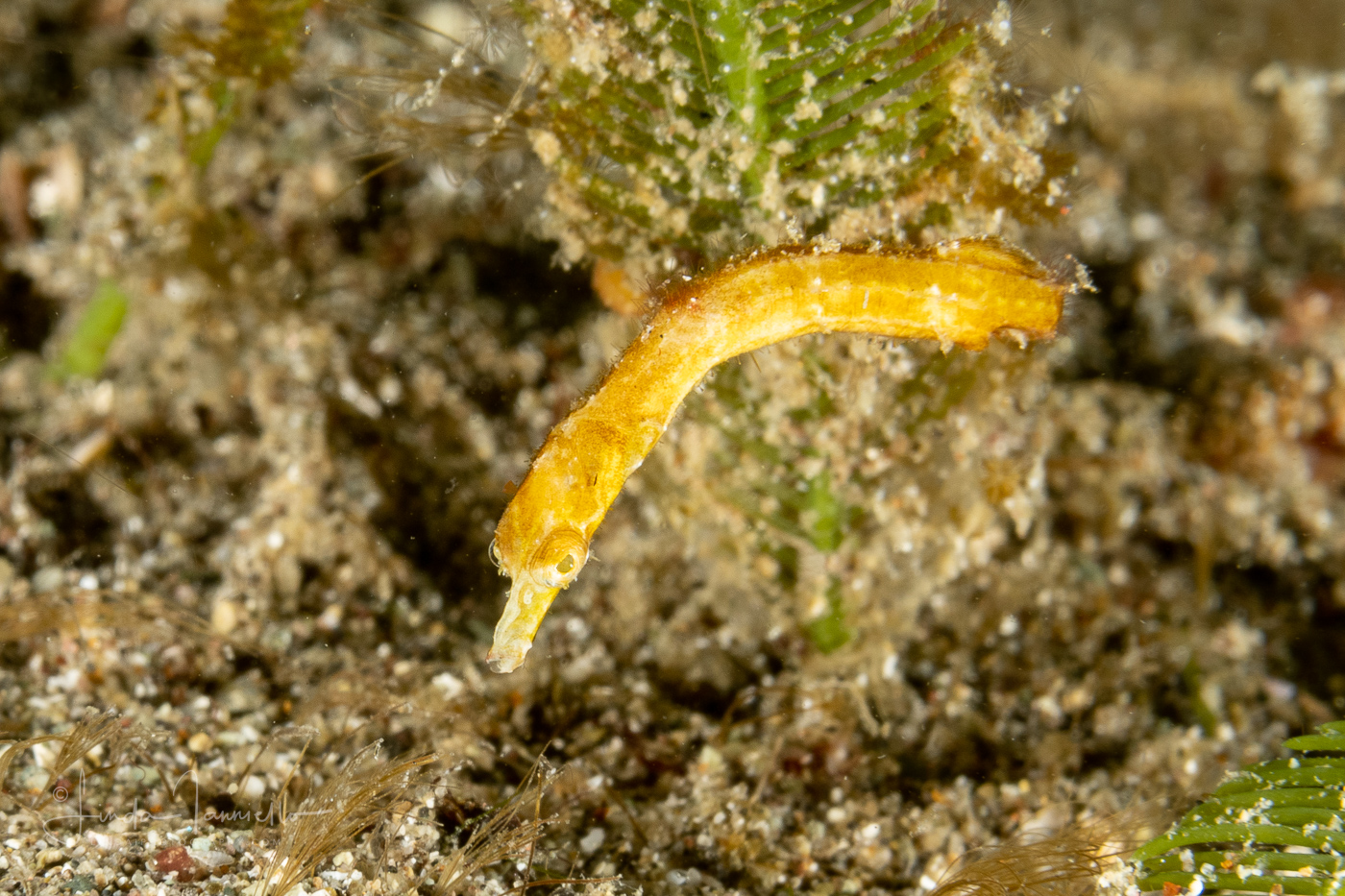 Pygmy Pipehorse -  Acentronura breviperula