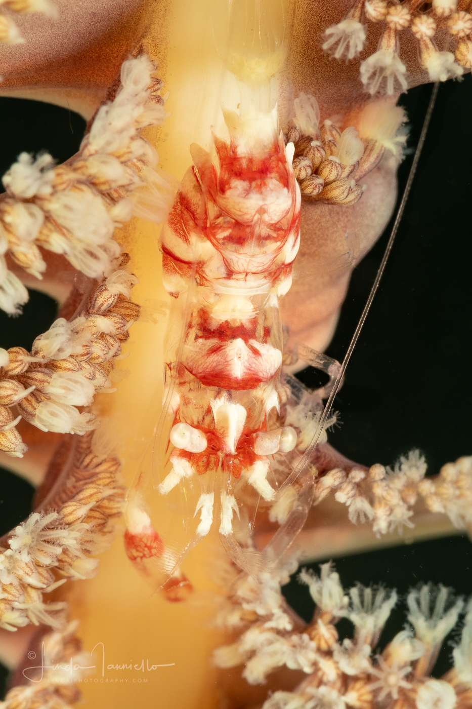 Shrimp on a Sea Pen