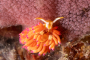 Favorinus mirabilis - Feeding on Spanish Dancer Eggs Favorinus mirabilis - Feeding on Spanish Dancer Eggs