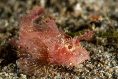 Ambon Scorpionfish - Pteroidichthys amboinensis