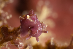 Aplysia nigrocincta