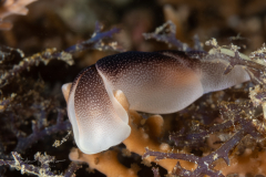 Chelidonura amoena