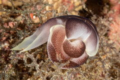 Chelidonura amoena - Mating