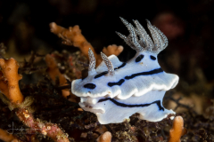 Chromodoris willani