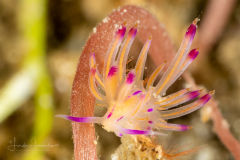 Coryphellina lotos