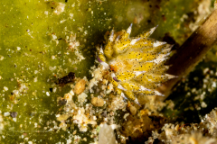 Costasiella kuroshimae