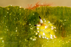 Costasiella kuroshimae