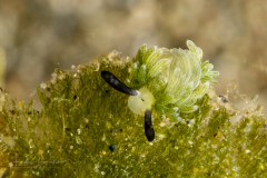 Costasiella usagi