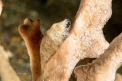 Cryptic Sponge Shrimp - Gelastocaris paronai