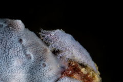 Cryptic Sponge Shrimp - Gelastocaris paronai