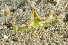 Elysia tomentosa