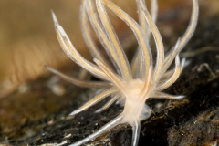 Facelina sp. 9 NSSI 2nd Edition