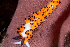 Favorinus tsuruganus - Feeding on Spanish Dancer Eggs