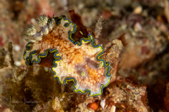 Glossodoris acosti