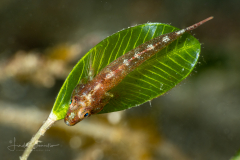 Goby