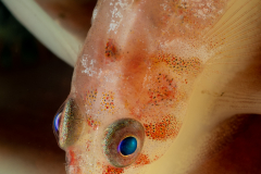 Goby
