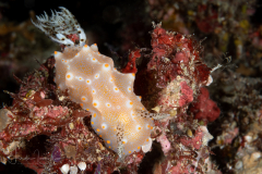 Halgerda batangas
