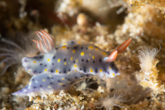 Hypselodoris infucata