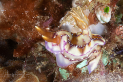 Hypselodoris reidi