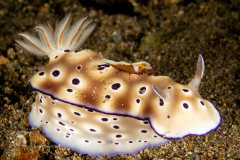 Hypselodoris tryoni with Zenopontonia rex