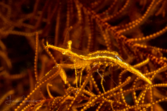 Long-Snout Crinoid Shrimp - Brucecaris tenuis