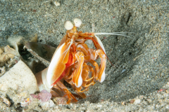 Mantis Shrimp