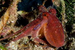 Mototi or Ocellate Octopus - Amphioctopus mototi