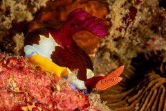 Nembrotha chamberlaini - Laying Eggs
