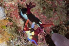 Nembrotha chamberlaini - Mating