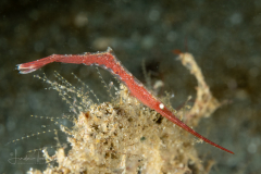 Ocellated Tozeuma Shrimp - Tozeuma lanceolatum