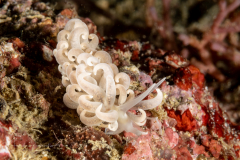 Phyllodesmium parangatum