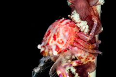 Porcelain Crab