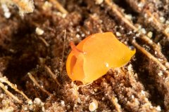 Possibly Sagaminopteron pohnpei