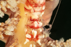 Shrimp on a Sea Pen