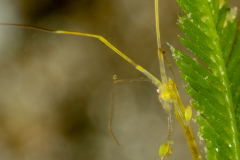 Skeleton Shrimp - Caprella species