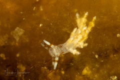 Tenellia sp. ?