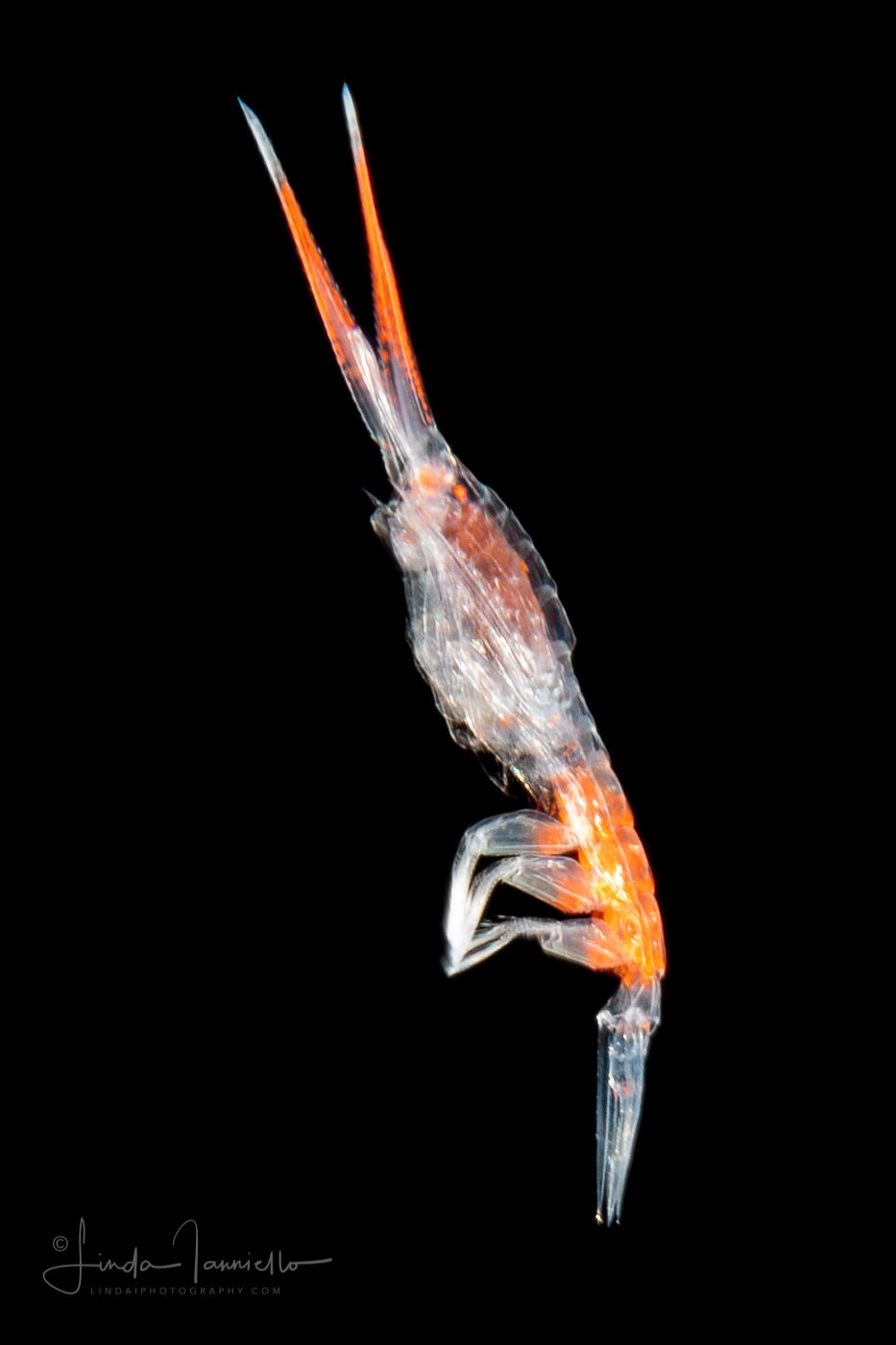 Amphipod - Scinidae - Scina sp.
