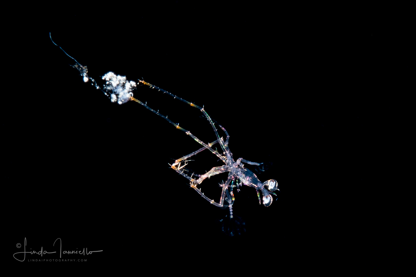 Caribbean Spiny Lobster - Palinuridae - Phyllosoma Stage Larva - very small