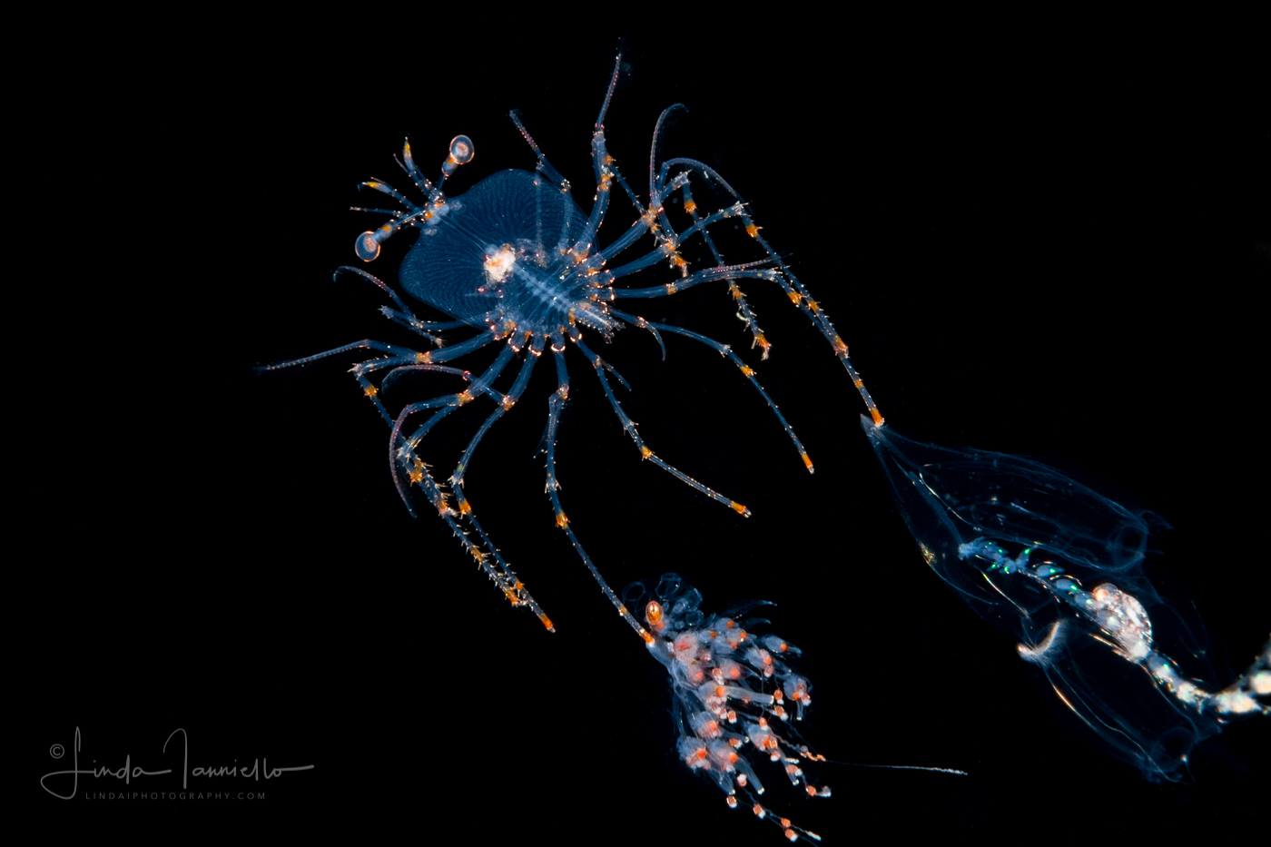 Caribbean Spiny Lobster - Palinuridae - Phyllosoma Stage Larva - with 2 Siphonophores