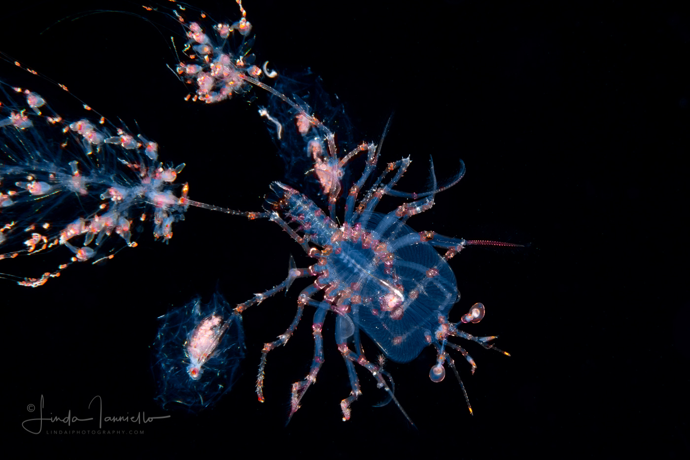 Caribbean Spiny Lobster - Palinuridae - Phyllosoma Stage Larva - with Siphonophores