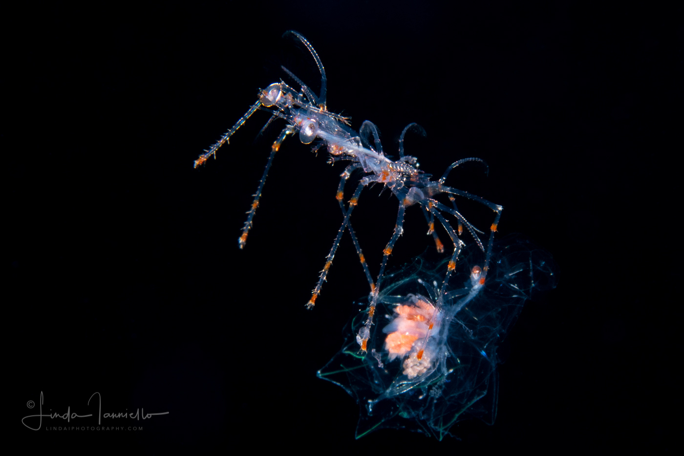 Caribbean Spiny Lobster - Palinuridae - Phyllosoma Stage Larva - with a Siphonophore