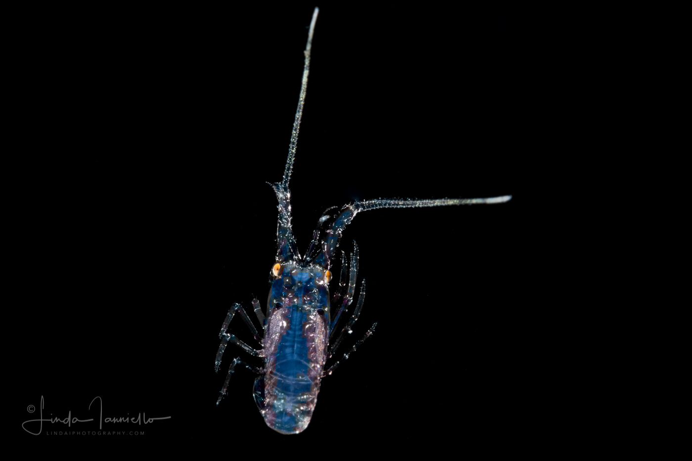 Caribbean Spiny Lobster - Palinuridae - Puerulus Stage Larva
