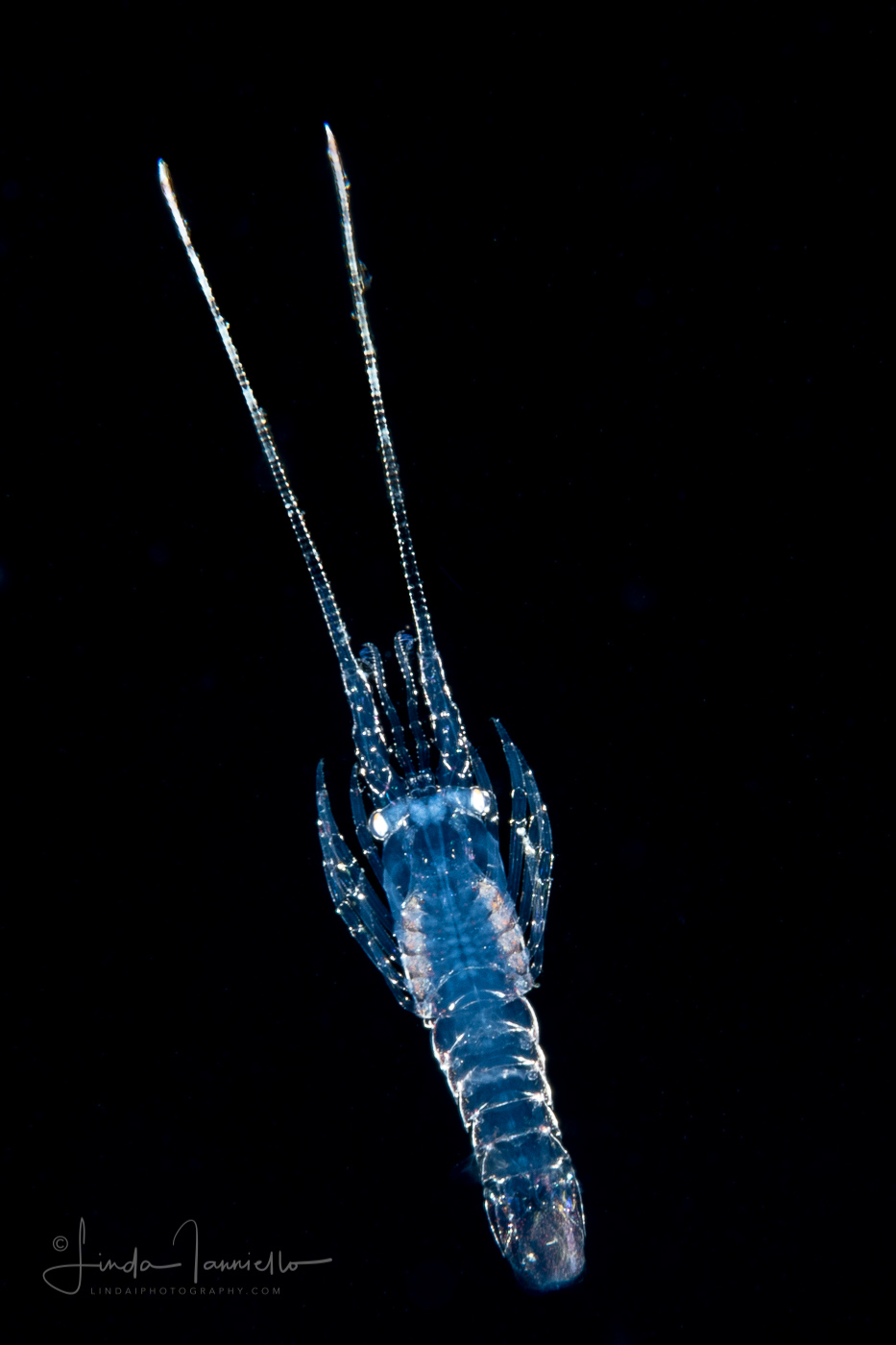 Caribbean Spiny Lobster - Palinuridae - Puerulus Stage Larva