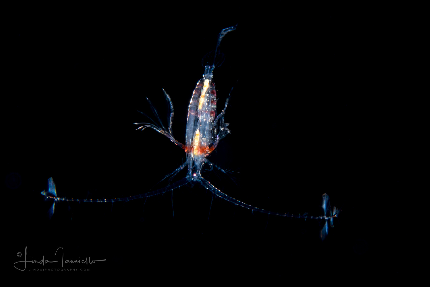 Copepod - Centropages sp. maybe