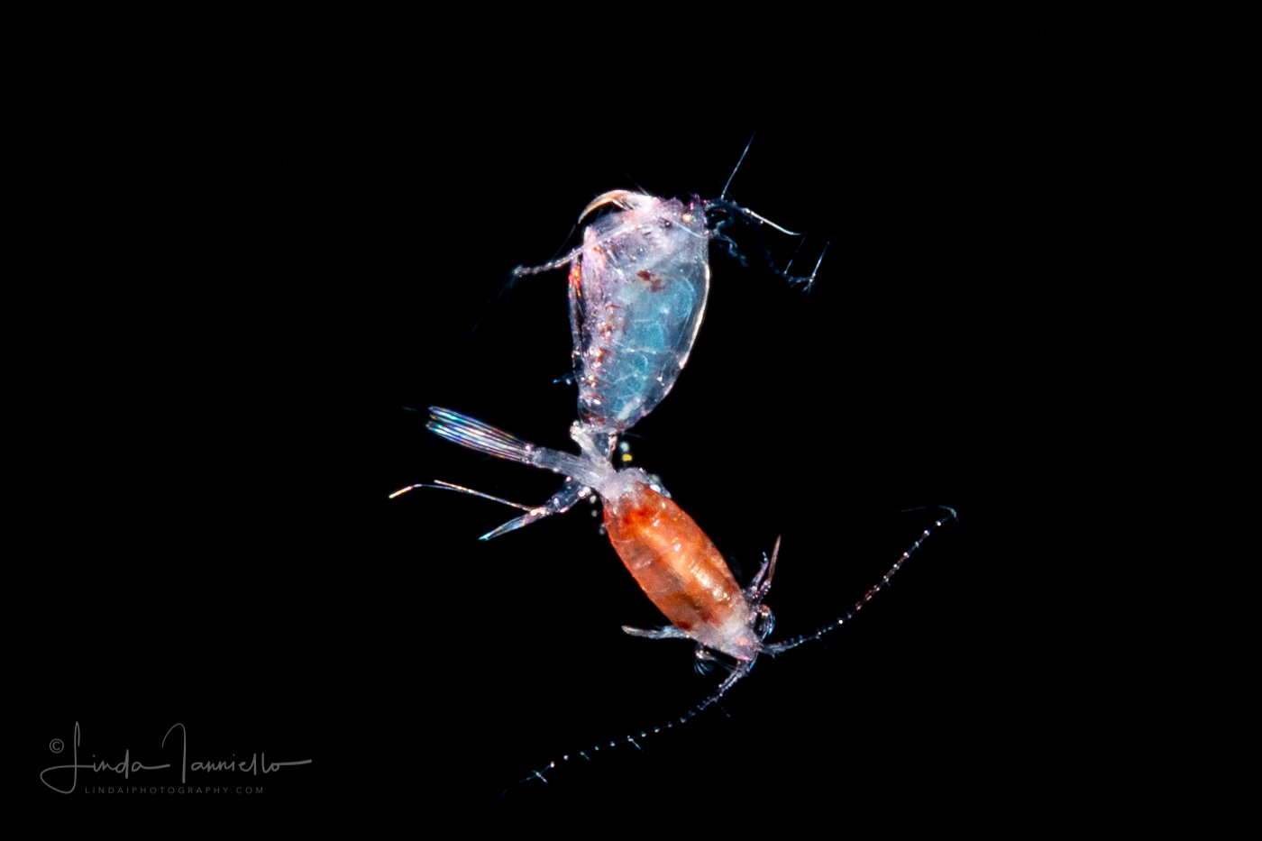 Copepods - Mating