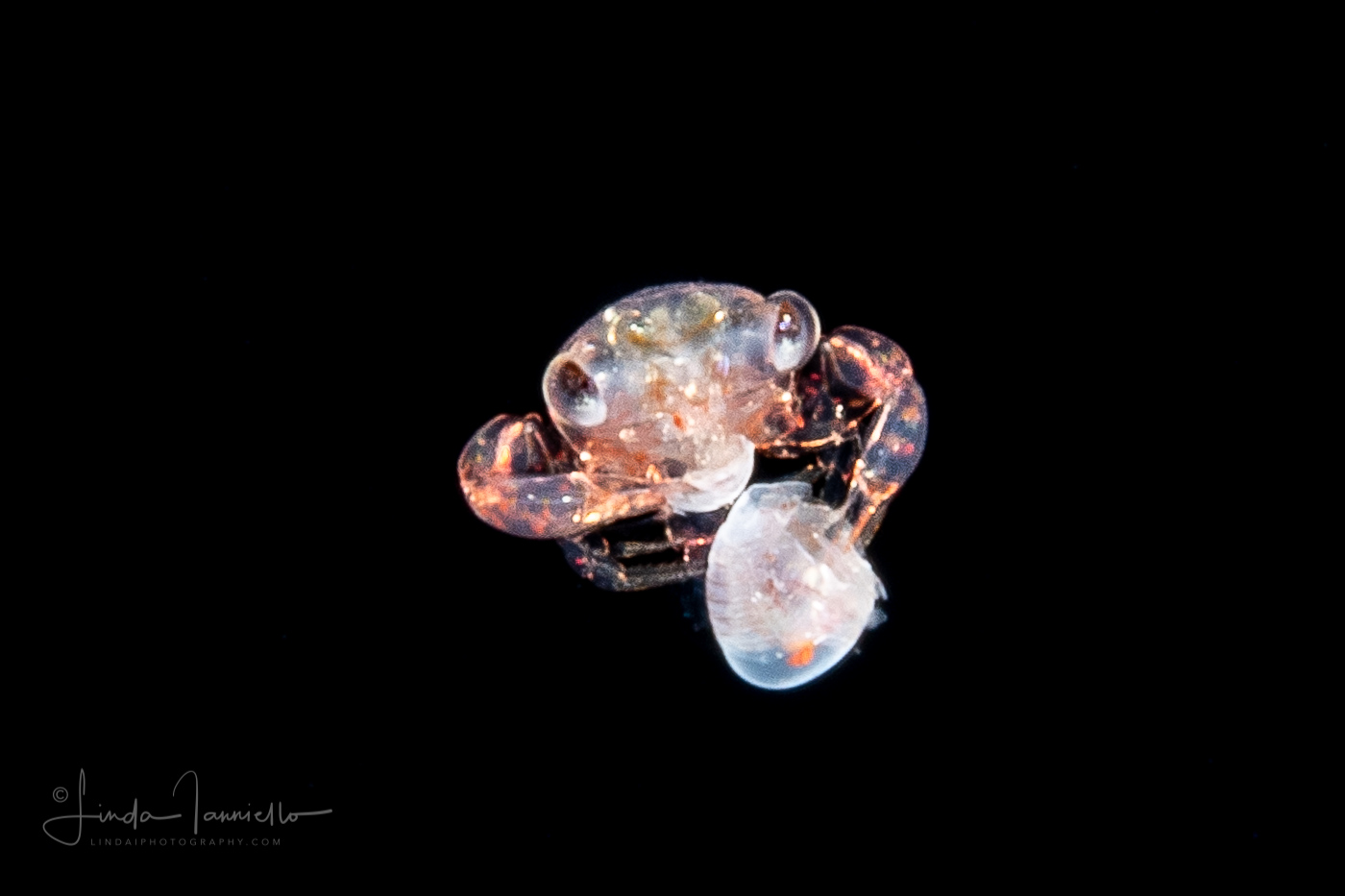 Crab Megalopa Larva - Preying on a Hyperiid Amphipod