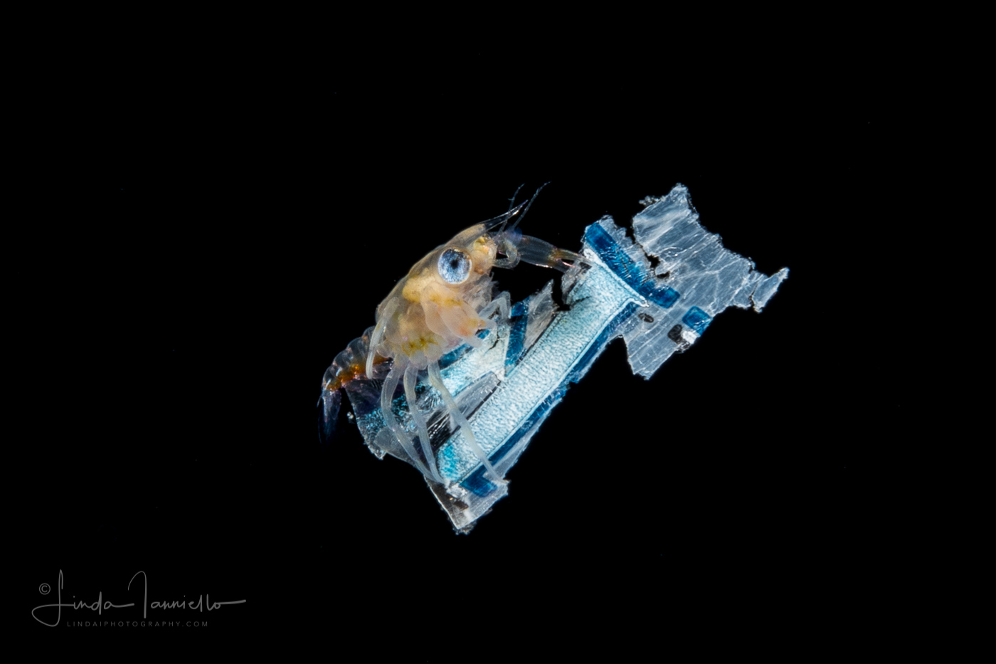 Crab Riding on Plastic Trash