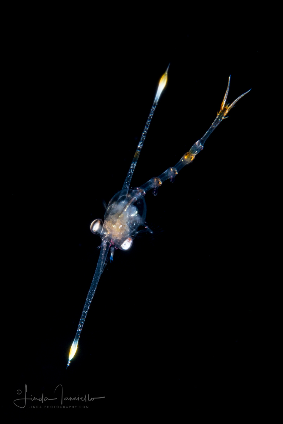 Crab Zoea Larva - Dorippidae Family