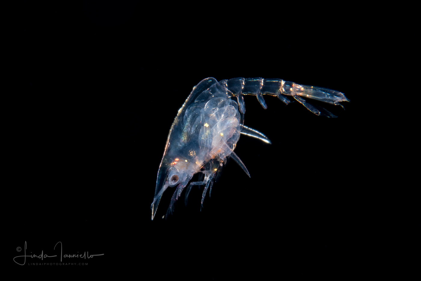 Decapod Crustacean - Anomura