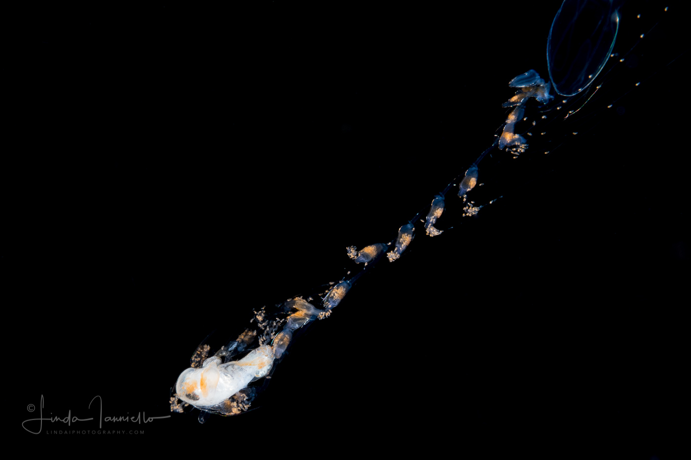 Hyperiid Amphipod Caught by a Sulculeolaria Siphonophore